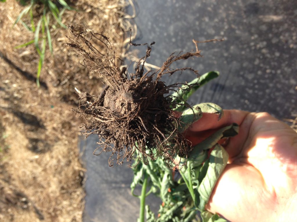 look ma, no root! The voles didn't eat this one all the way up above the soil line as they did the other 7, but still devoured enough to kill it.