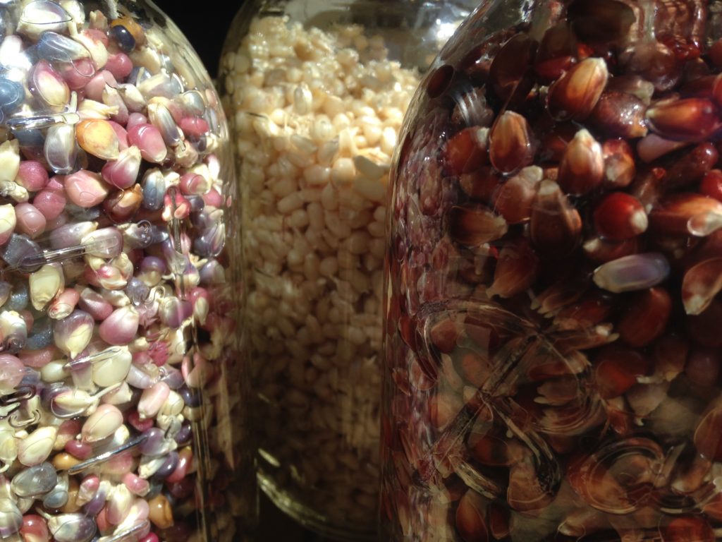 corn kernels soaking for sprouts
