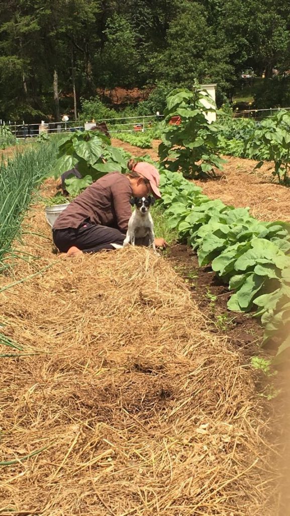 lean, mean, weeding machines