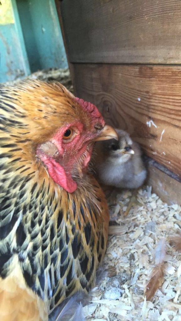 Farm babies! One of two (so far) new arrivals - spawn of Slick the Rooster & Grey Goose, the Gray