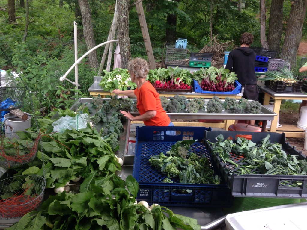 Matriarch Deb splitting up the broccoli harvest