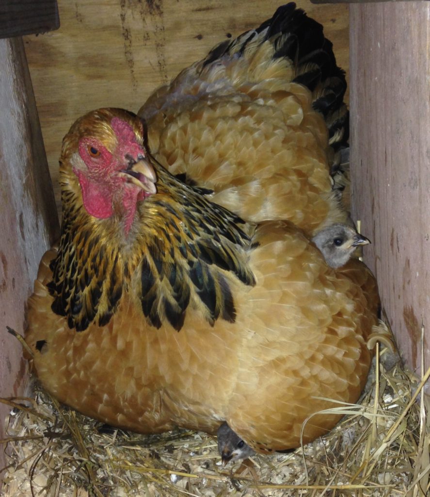 Momma Bear sheltering her adopted chicks