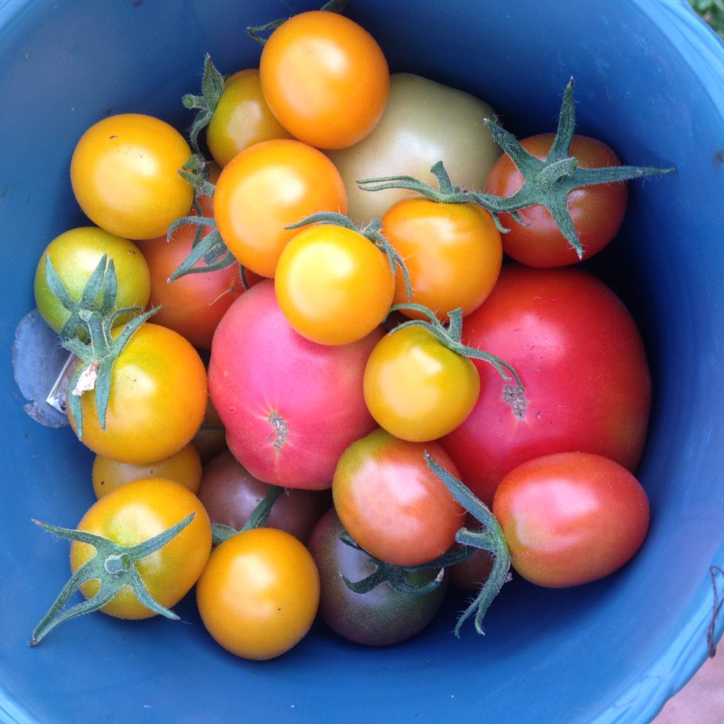 First ripe tomatoes of the season!!