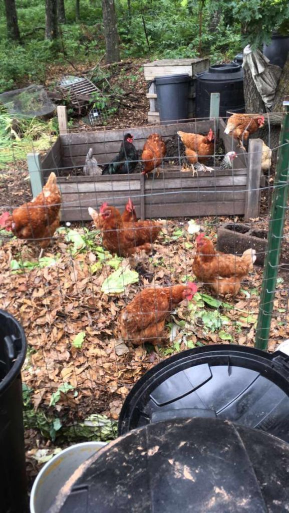 chickens working on the compost