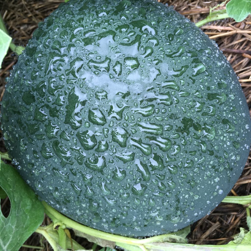 rain on the melon