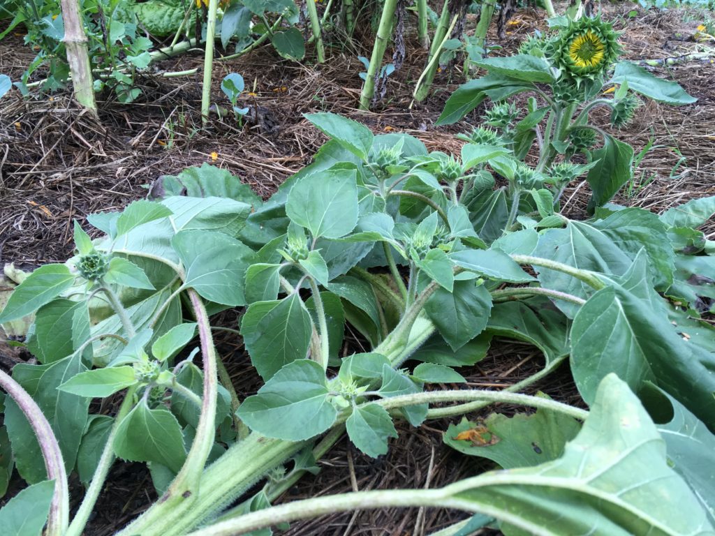 it gets knocked down but it gets up again you aint never gonna keep sunflower down