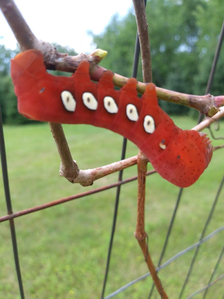 Pandora Sphinx Moth caterpillar 