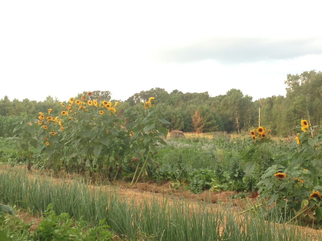 volunteer sunflowers abound