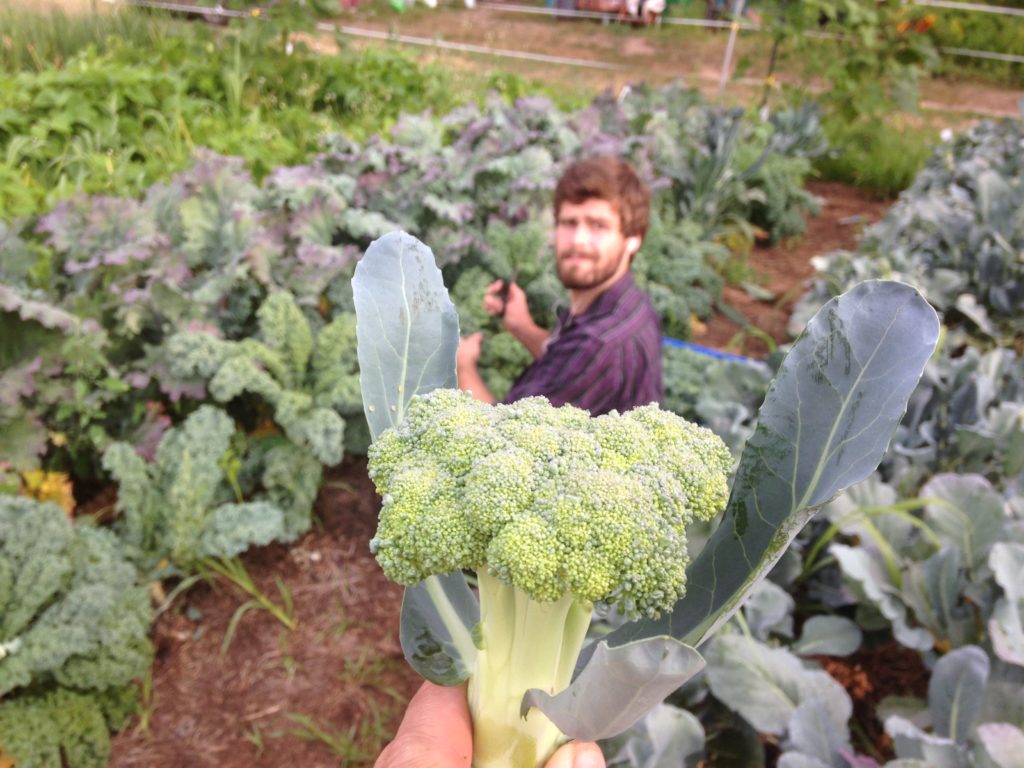 you've heard of broccoli raab; here's Broccoli Rob.
