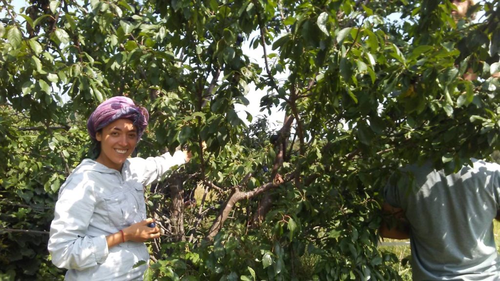 Azela & Gabe harvesting plums