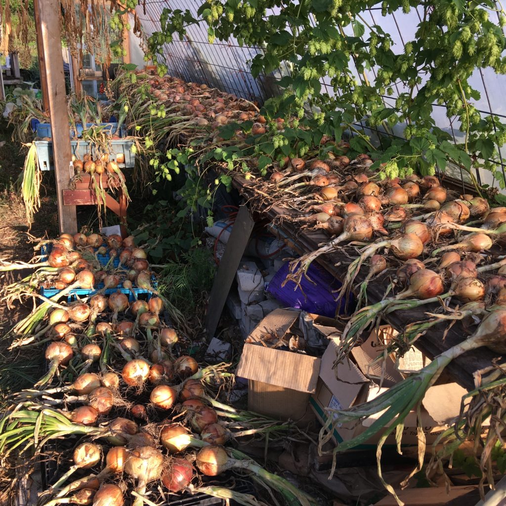 onions curing in the little greenhouse