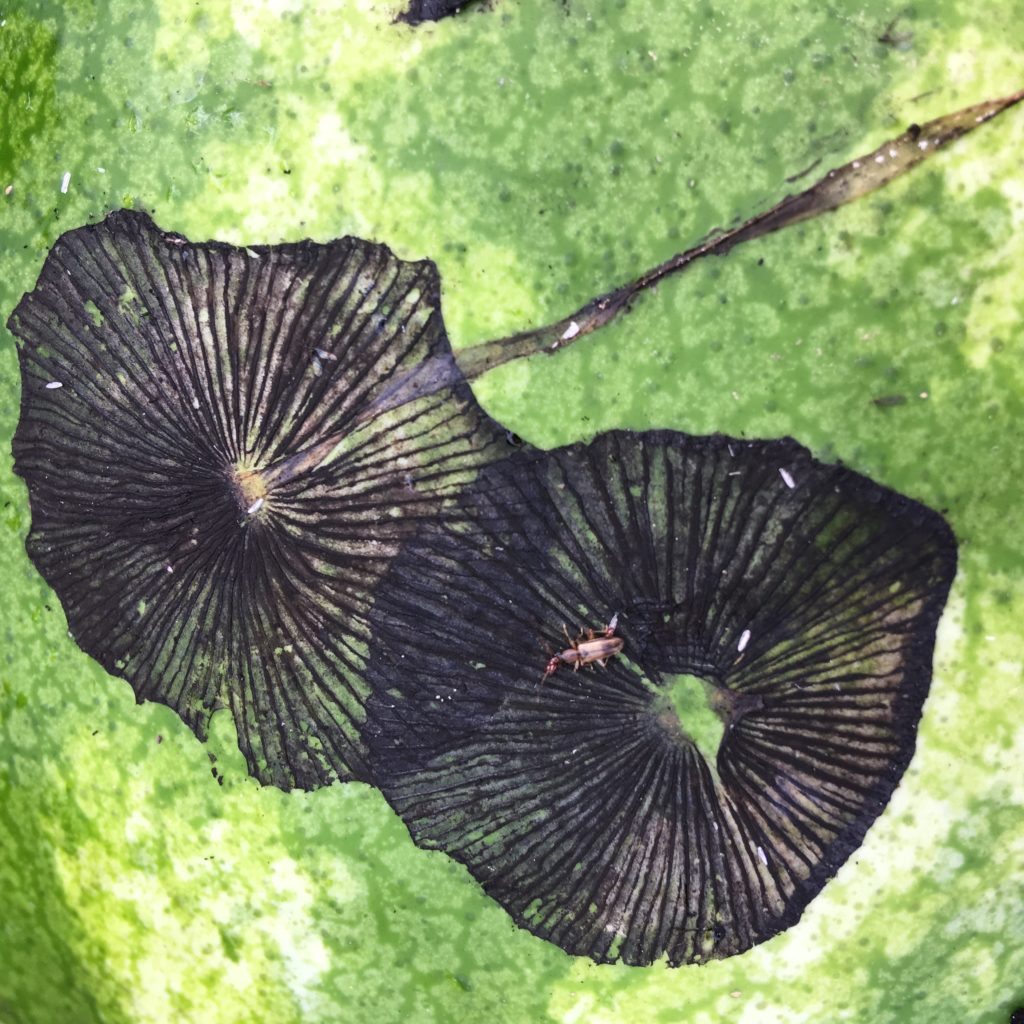 hay mushroom spore prints on a watermelon