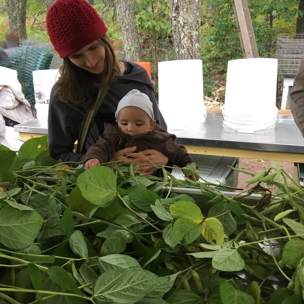 Bear helps us pluck pods from edamame plants