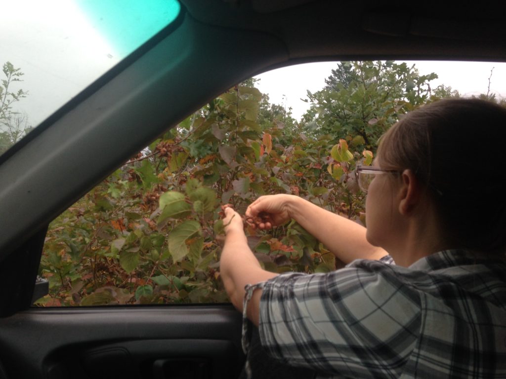 drive-by foraging hazelnuts in the Barrens