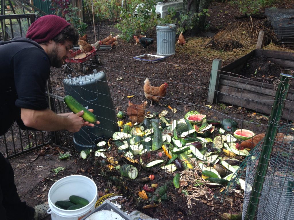 zucchini, melons and tomatoes that don't pass QC are sliced in half and fed to the chickens