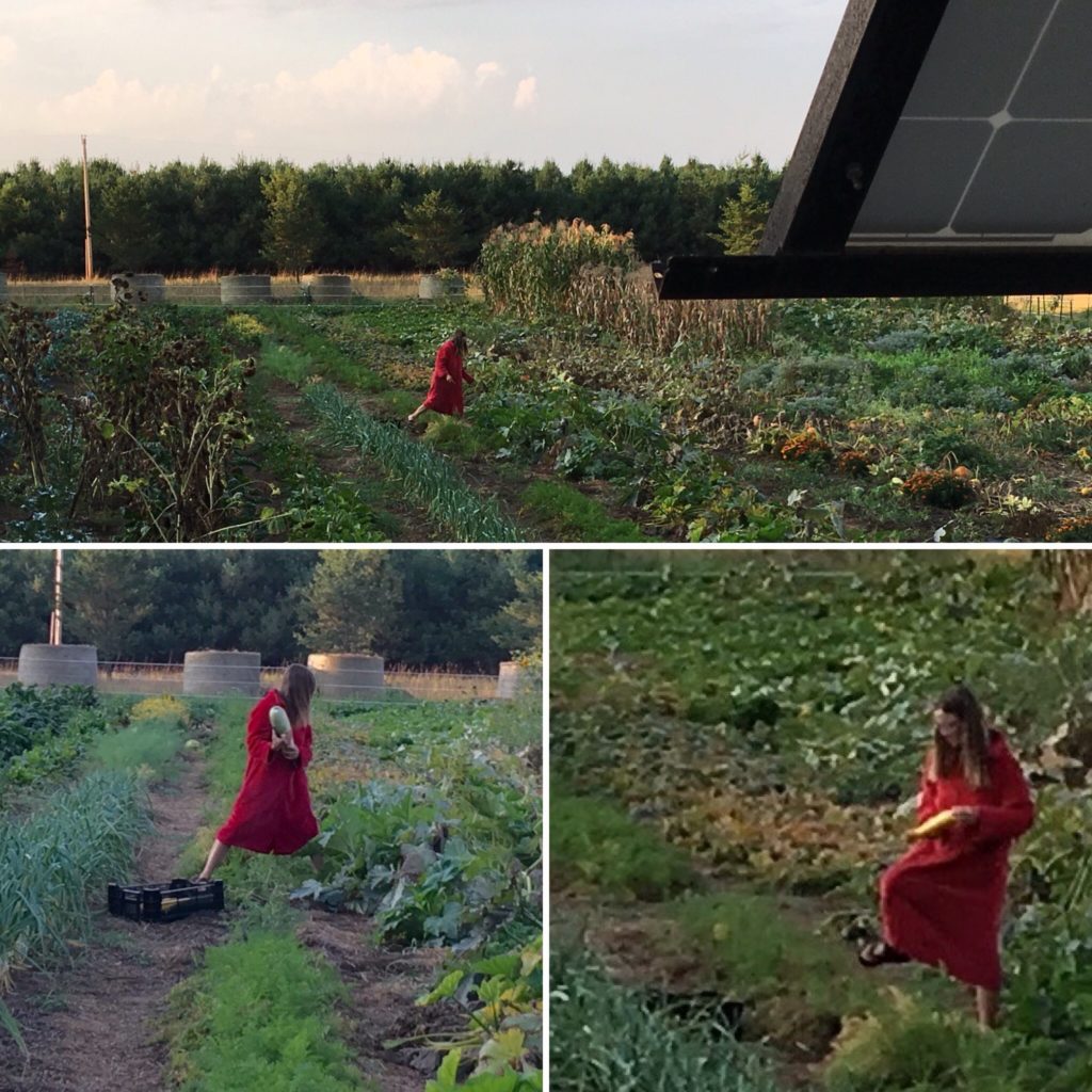 Kristin stole my robe to go zucchini hunting early one morning