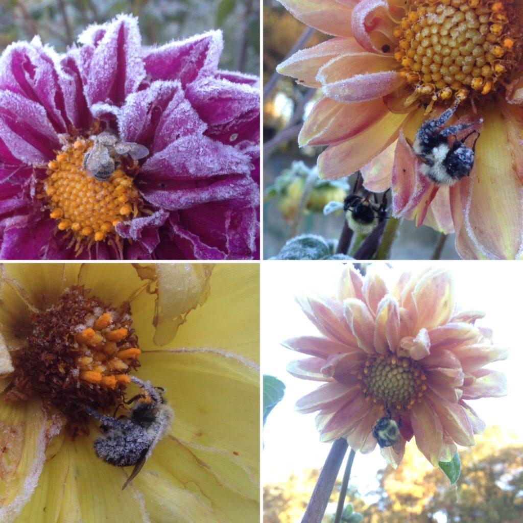 frosted bees probably are even more eager for sunrise than the farmers