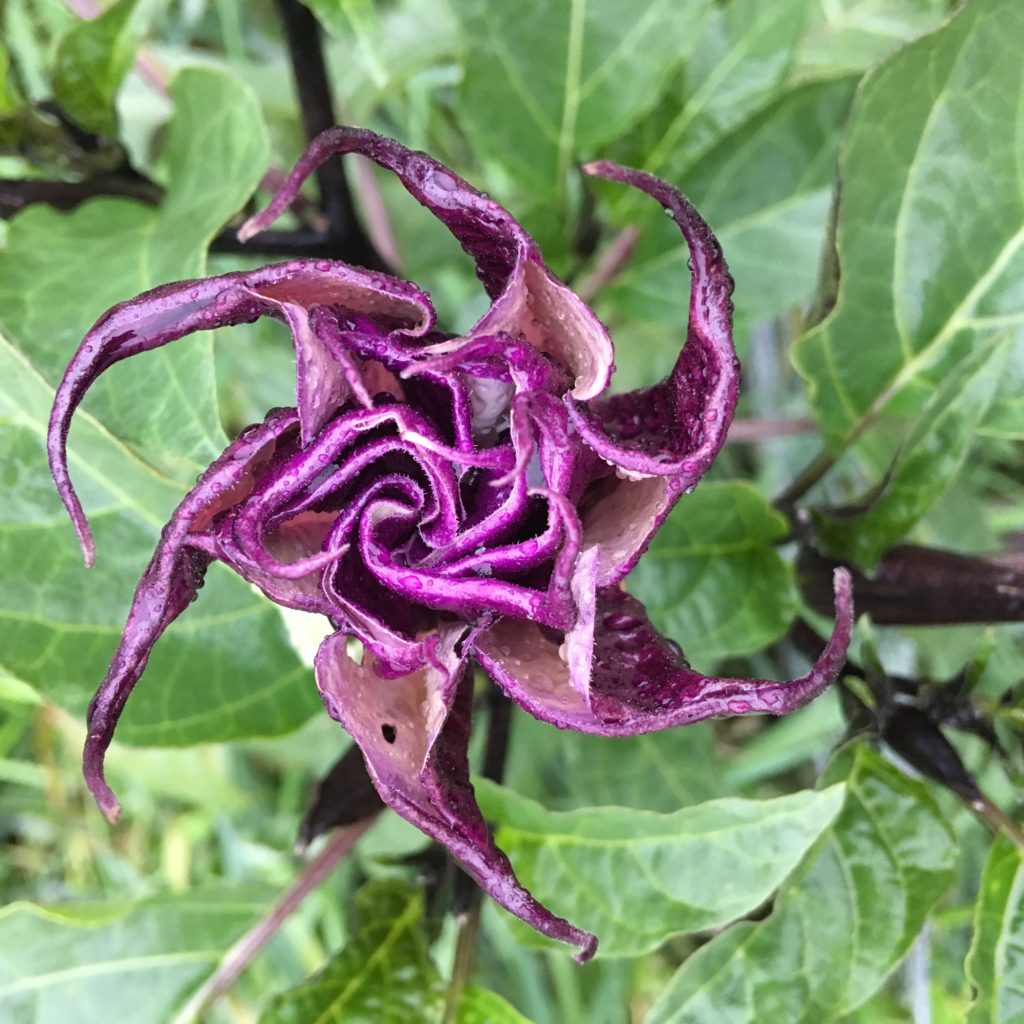 a Datura flower unfolding like origami