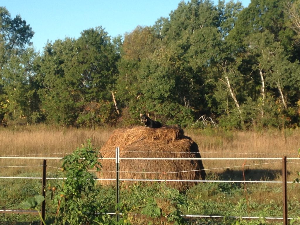 Kingsbury watches for intruders from his favorite perch