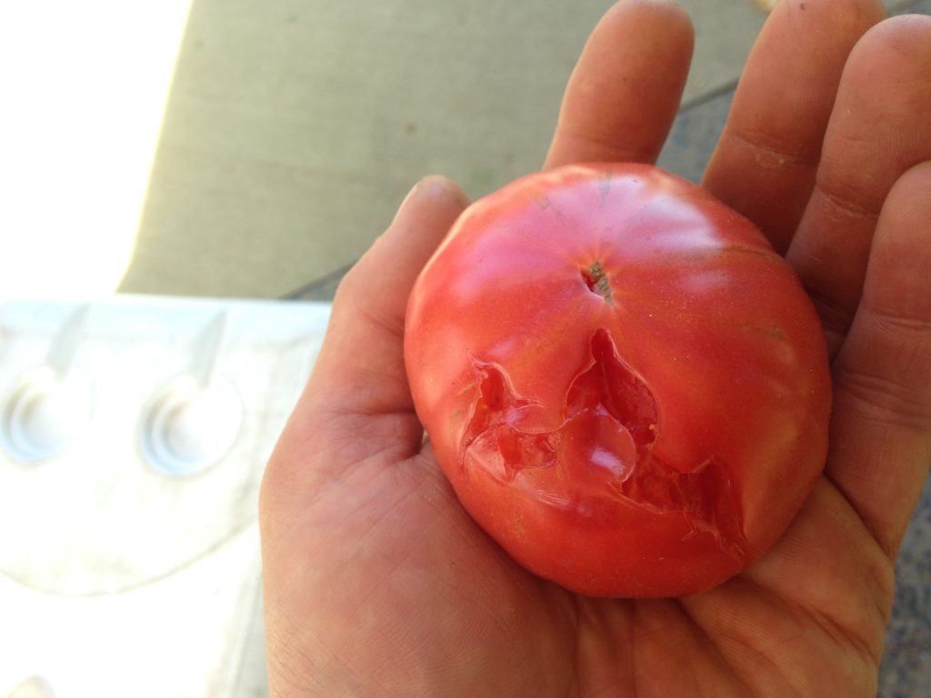 Widget's paw print in a tomato that got in her way
