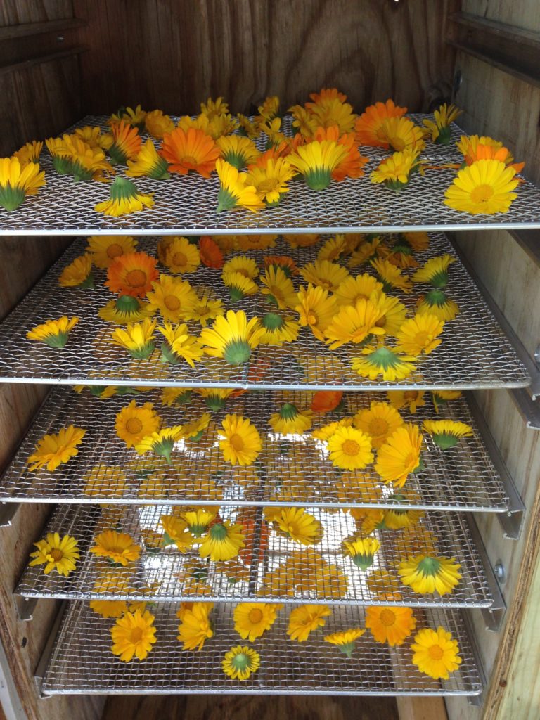 calendula drying in the solar dehydrator