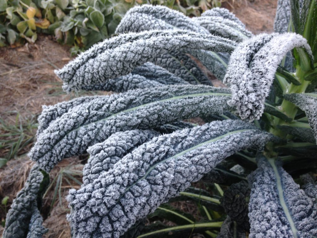 frosted dino kale