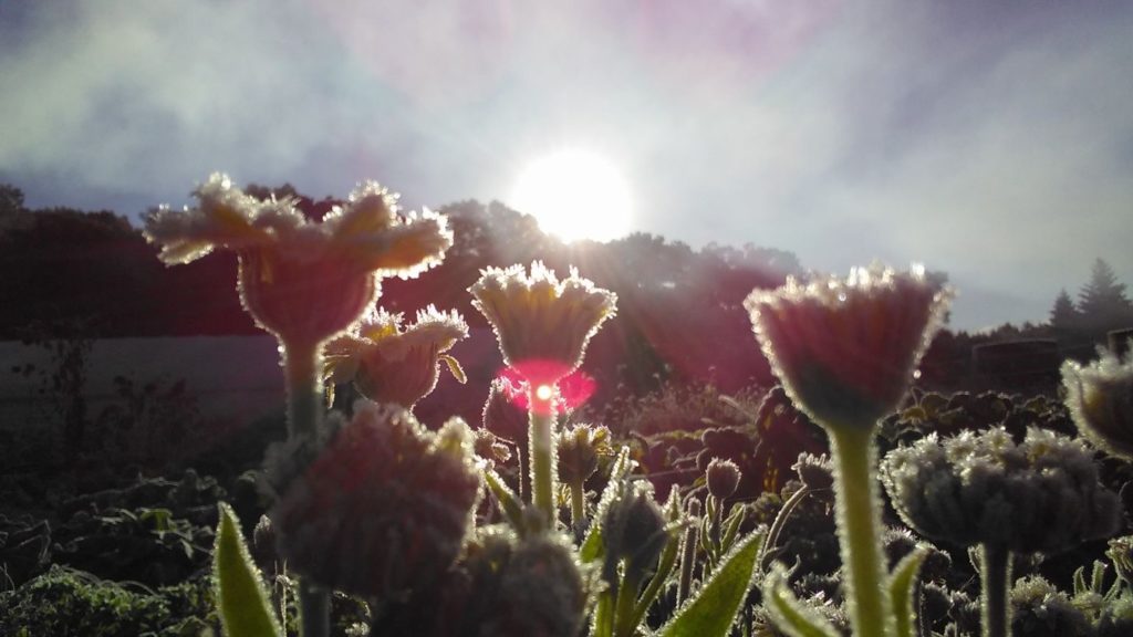 Azela's photo of the opening of her final harvest day