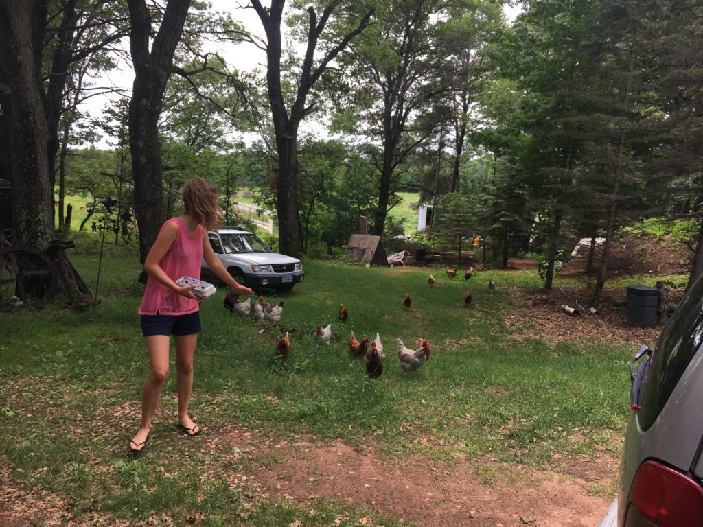 WWOOFer Amelia pursued by hens after gathering eggs