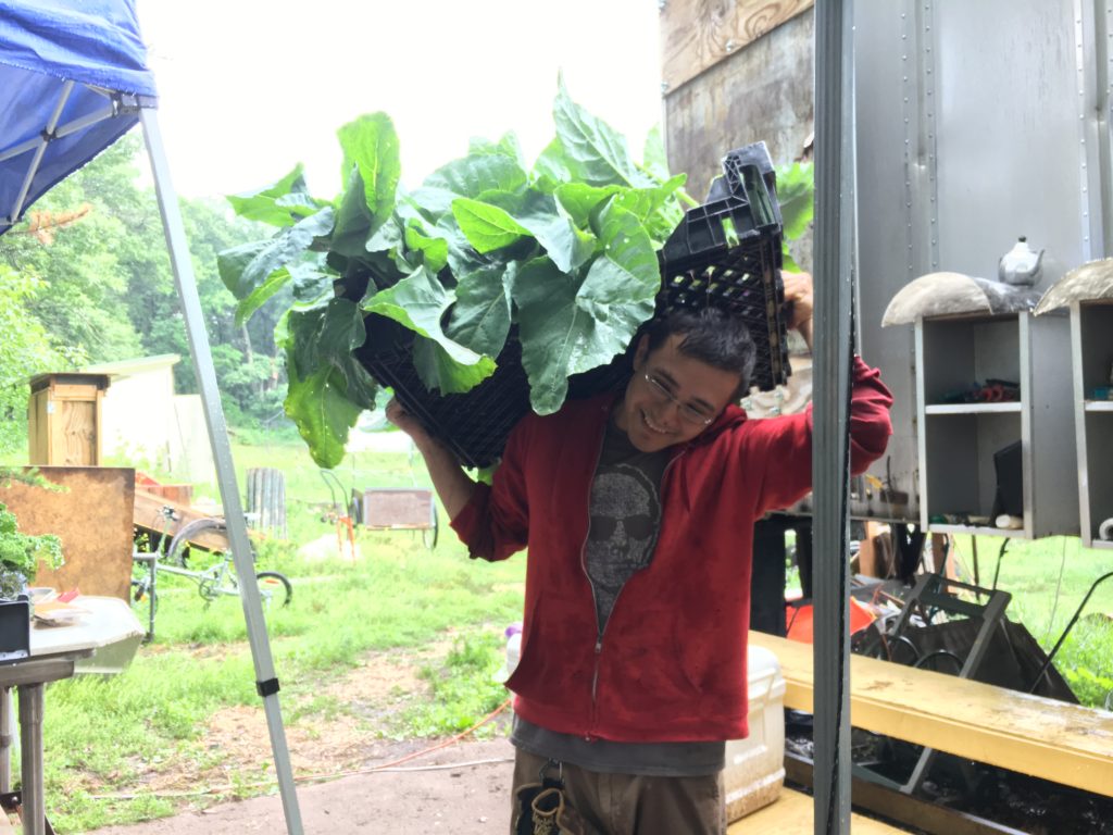 Steffan hauling in a load of kohlrabi from the field this morning