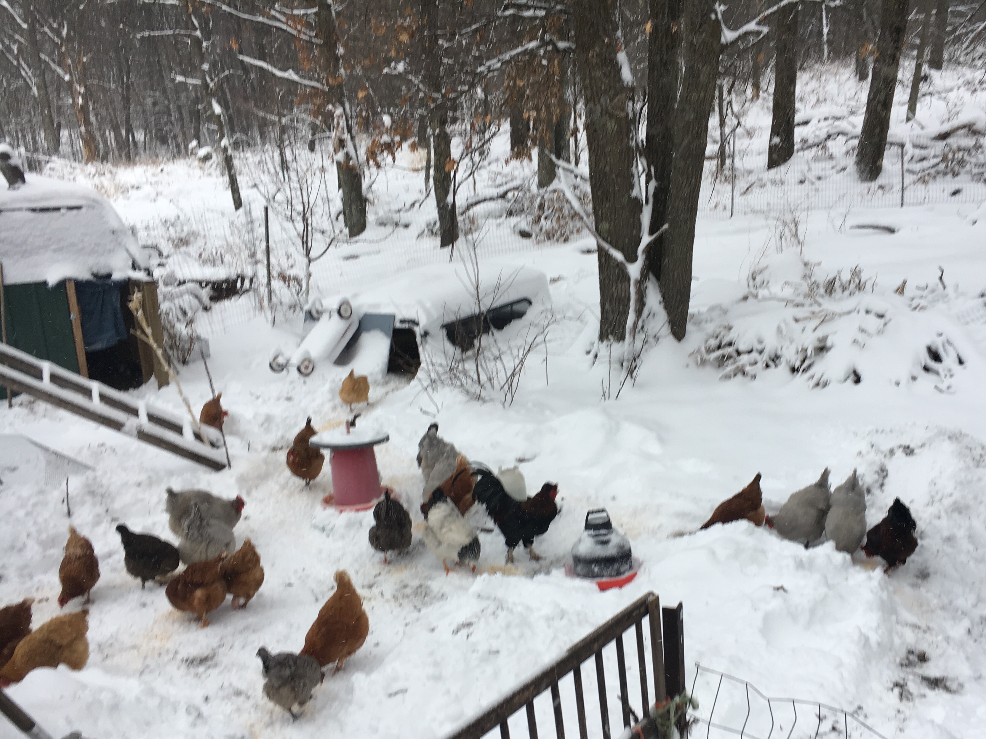 snowy chicken yard on April 15th