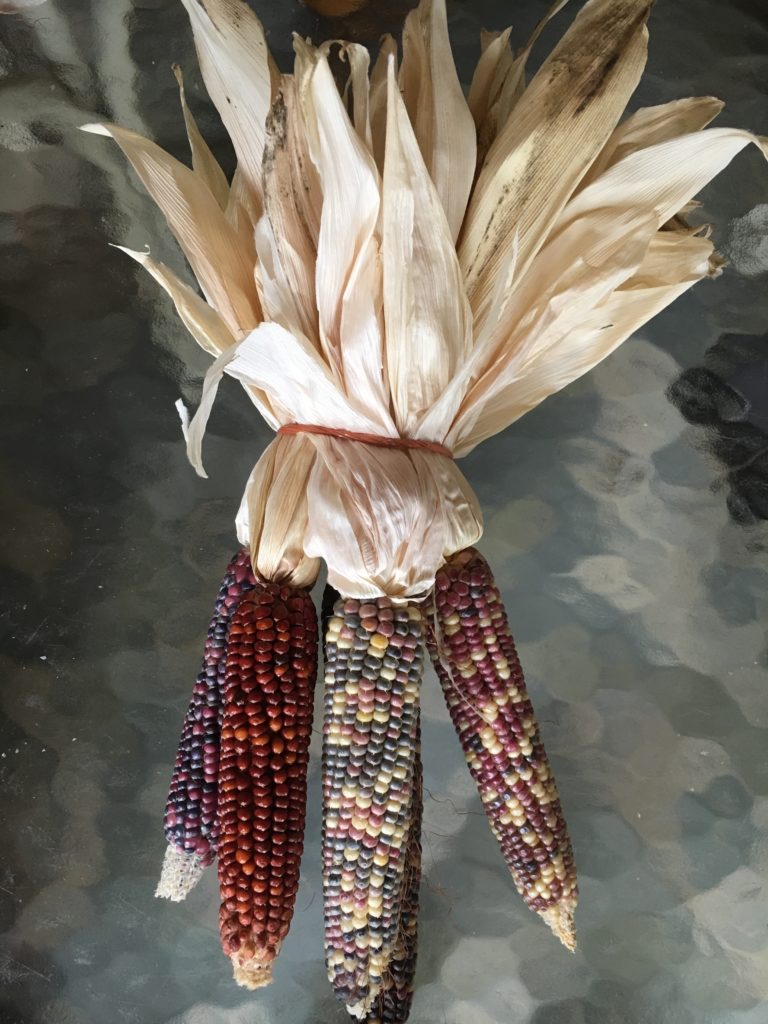 corn we grew, dried, shucked, ground, and sifted for this week's box