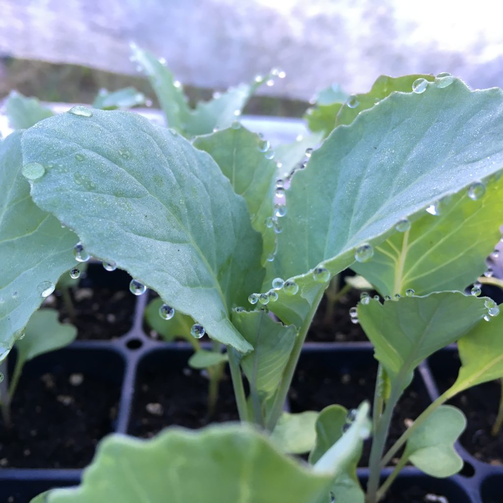 the fall brassica crop training for The Field