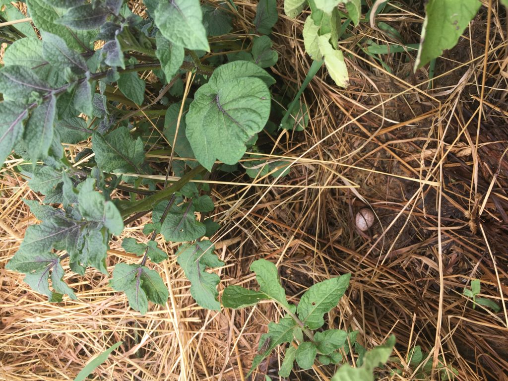 Whippoorwill egg in the potato plant mulch
