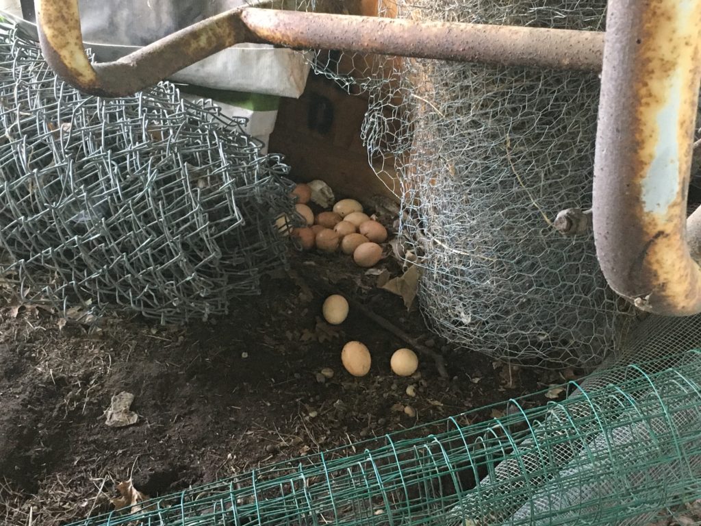 figured out why we were hardly getting any eggs ...