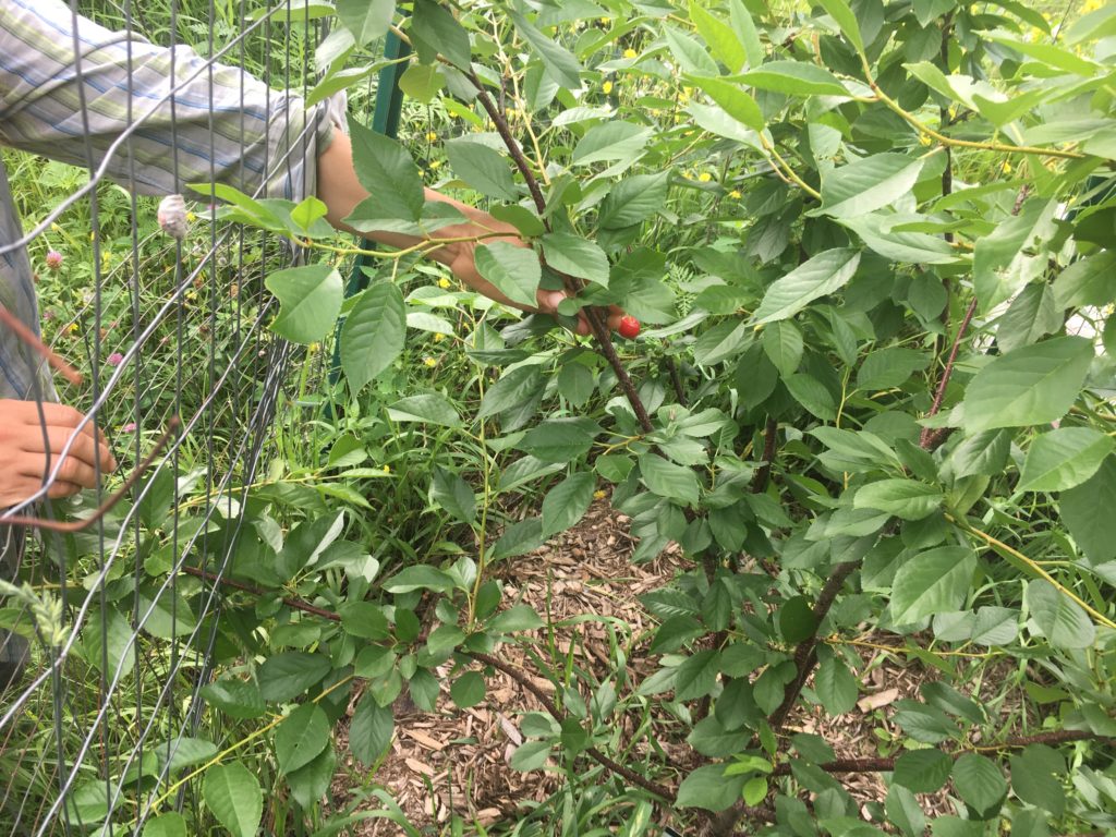 harvesting the one and only cherry of 2018