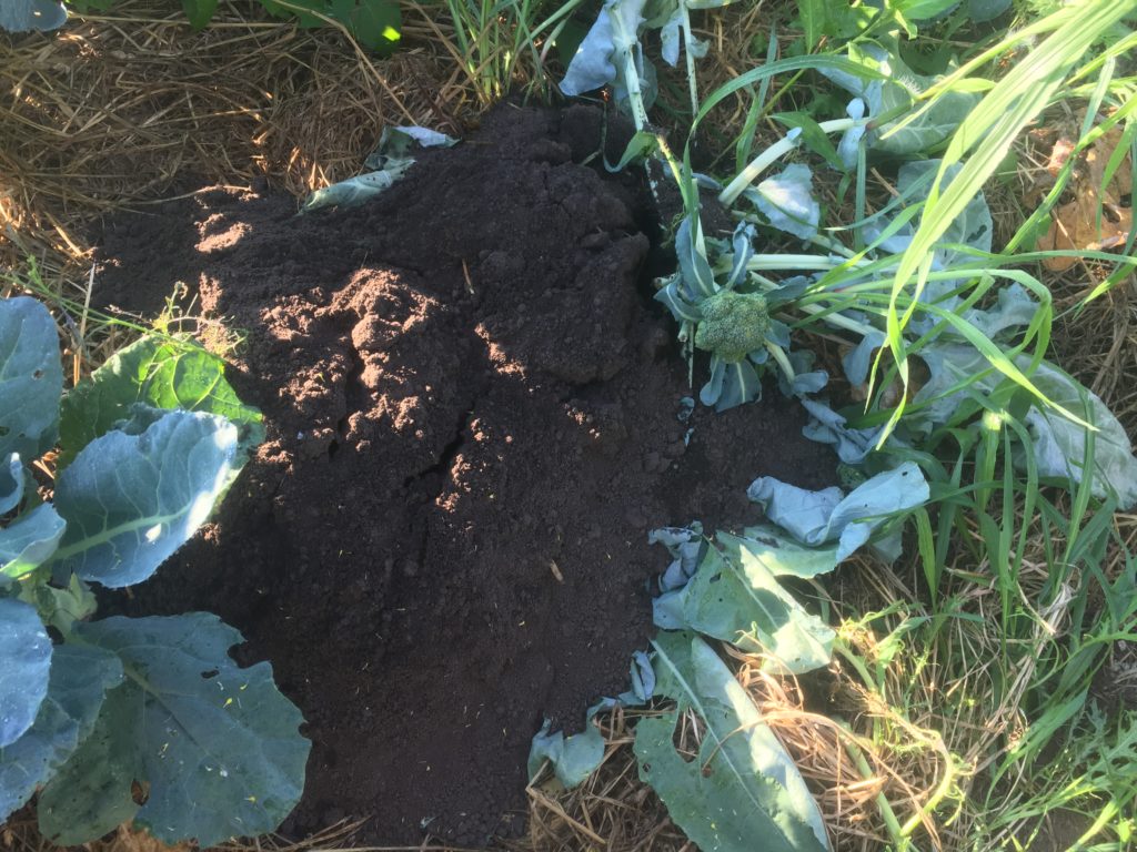 another broccoli plant slain by the Gopher Monsters