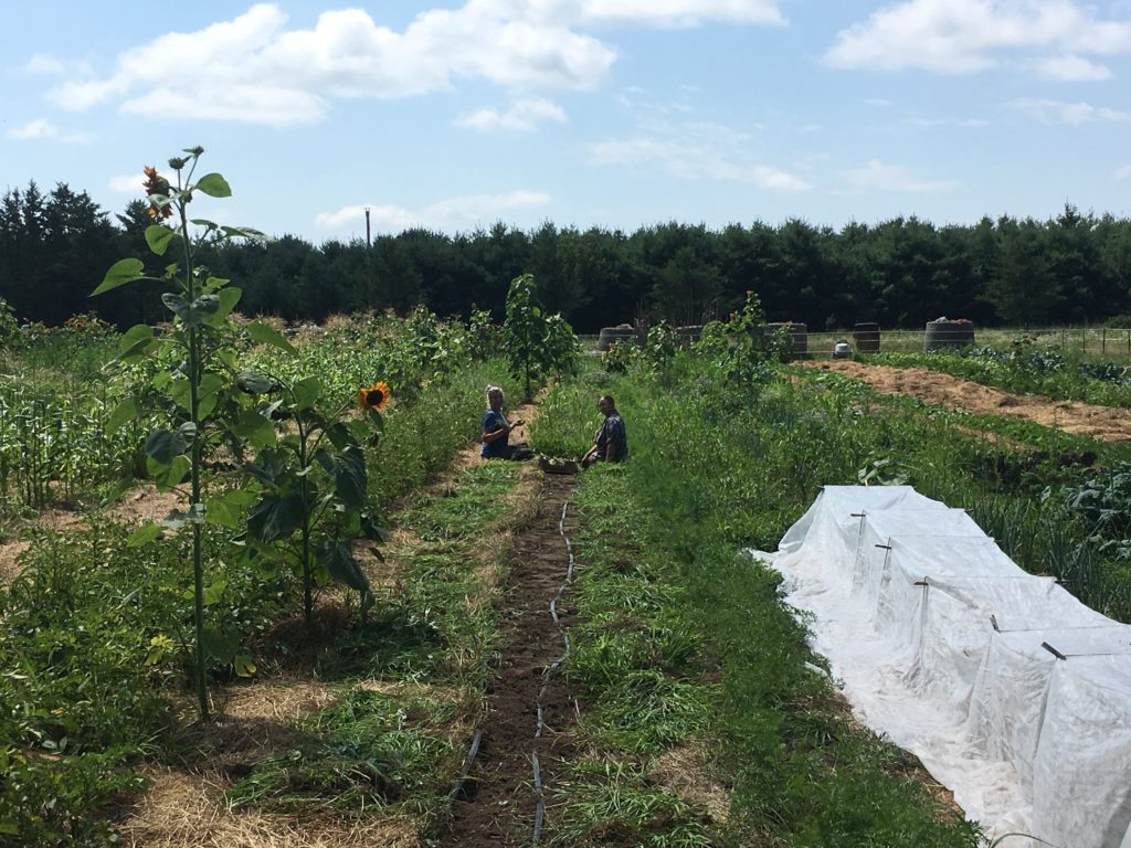 Kristin & Madeline mowing down swatches of weeds by hand in the onion row