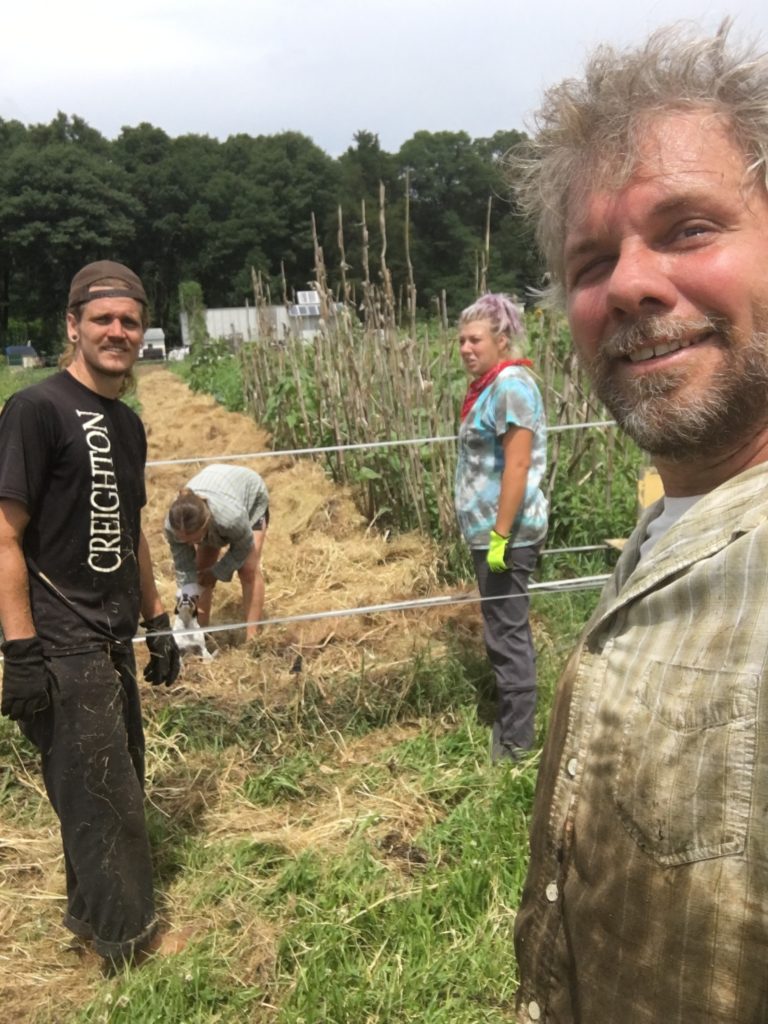 hay mulching: it's an itchy, sneezy, dirty job, but somebody's gotta do it