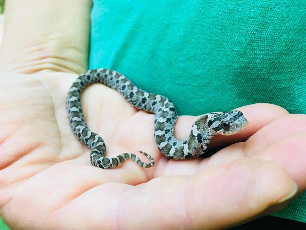 Kristin's baby hognose buddy