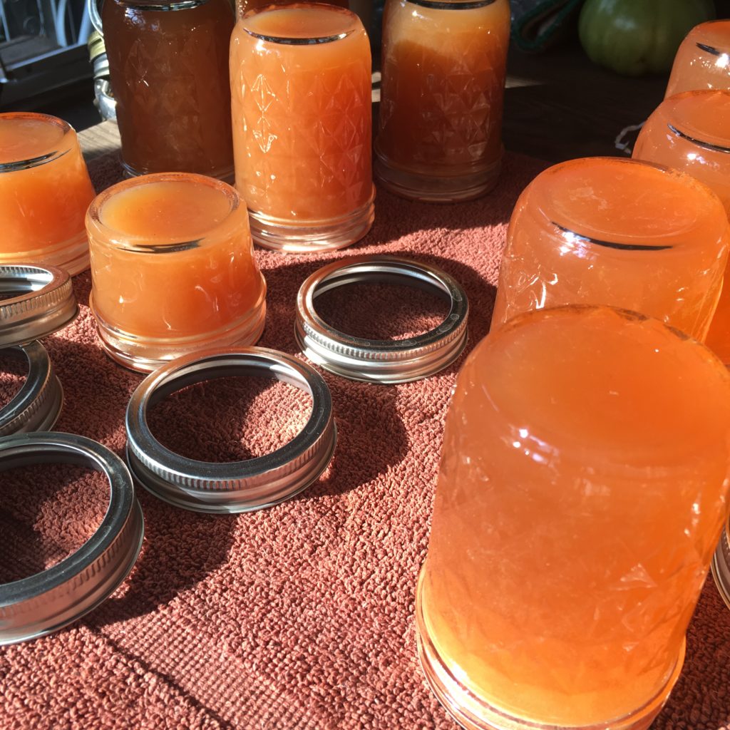 Anise Hyssop Apple Jelly glowing in the evening sun