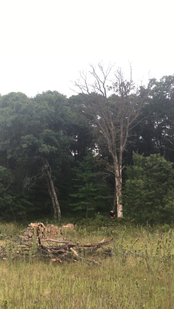 dead oak about to fall