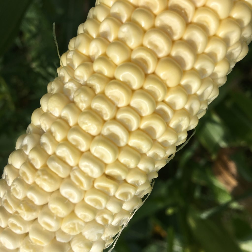 Dent corn - if your sweet corn looks like this, you've been struck by the cross-pollination gremlins SAD FACE