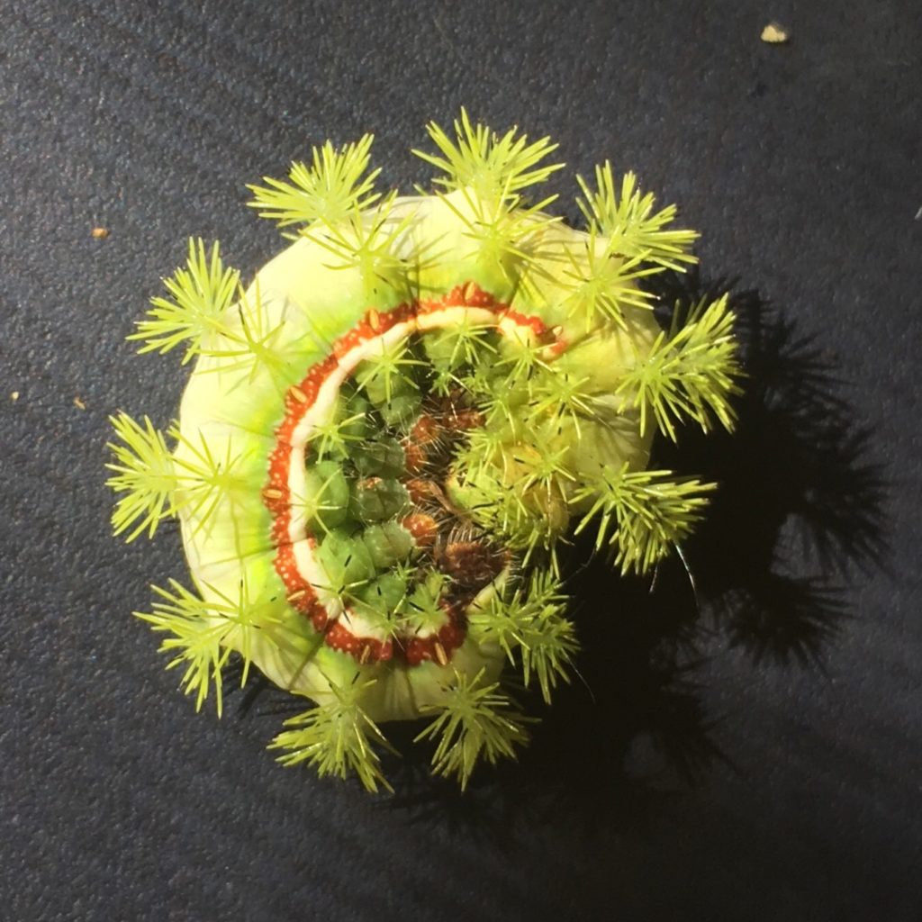 WWOOFer Jeff discovered this stinging (Io moth) caterpillar by stepping on it barefoot.  ouch