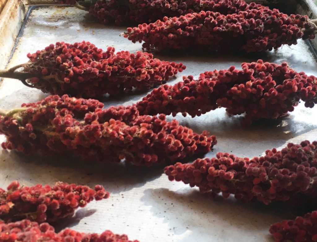 Sumac flowers on their way to beverage form