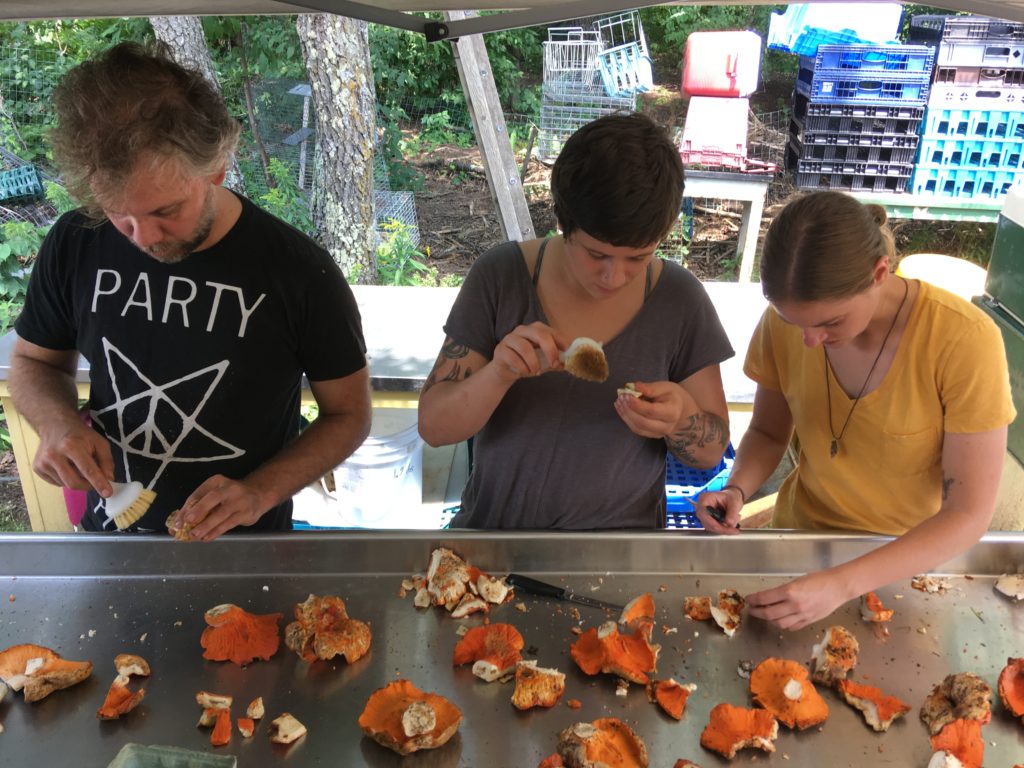 sorting and cleaning the lobster mushrooms