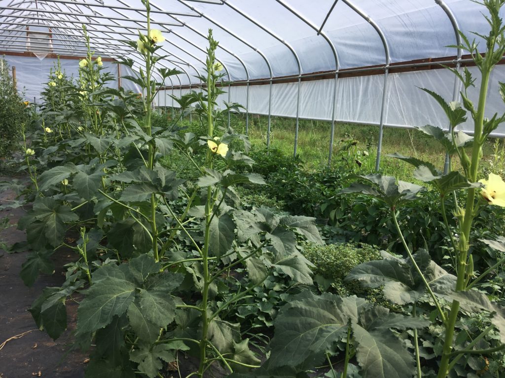 okra reaching for the sky