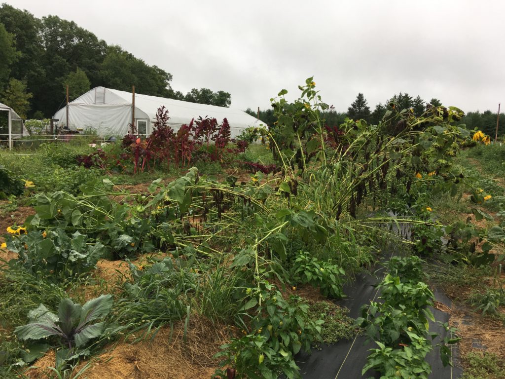 wind damage in the field