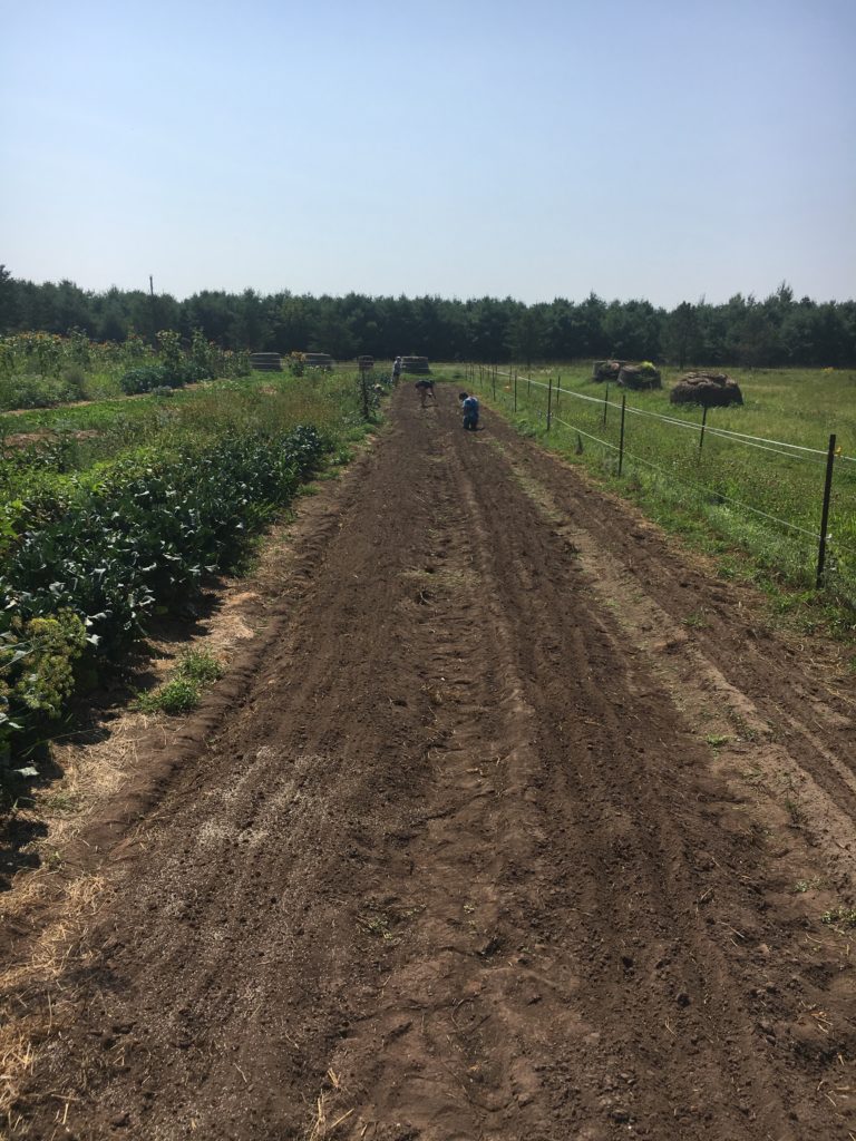 Kristin, Mercedes, & Tristan seeding the fall crops