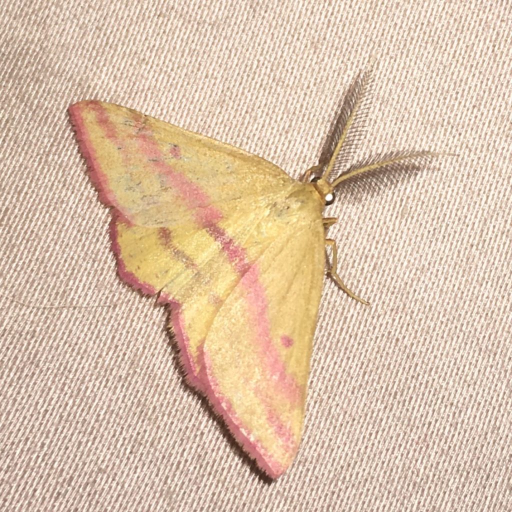 moth on our bed
