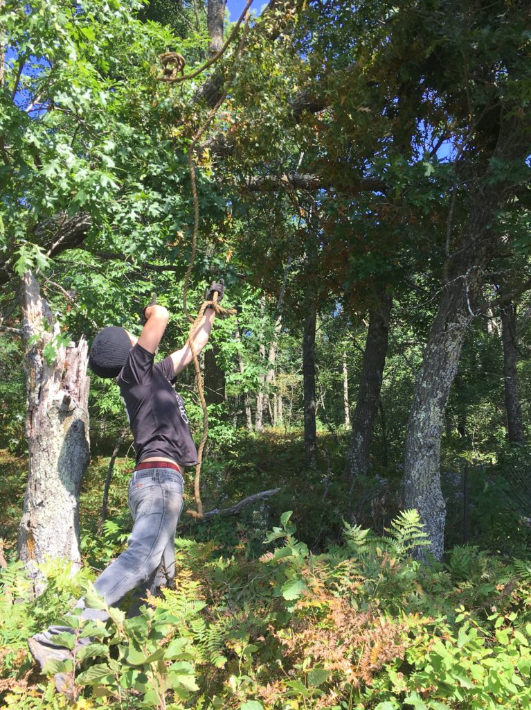 roping a stubborn tree to pull it down with the car